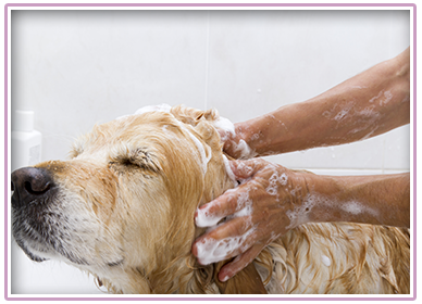 Dog Getting Shampooed 